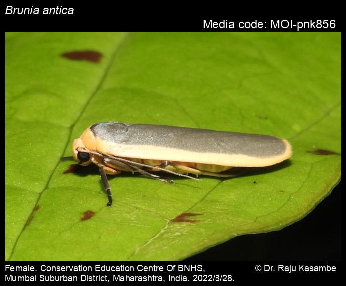 Brunia antica (Walker, 1854) - | Moths